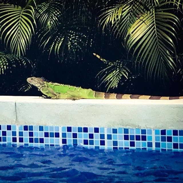 Iguana Paseo de la Pradera